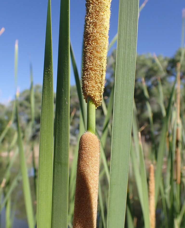 Narrowleaf Cattail reference