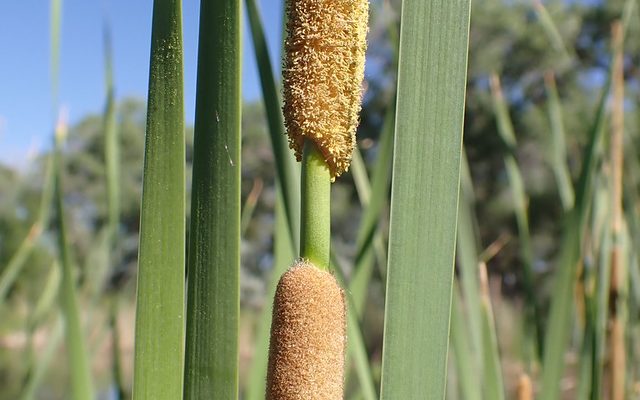 Narrowleaf Cattail reference