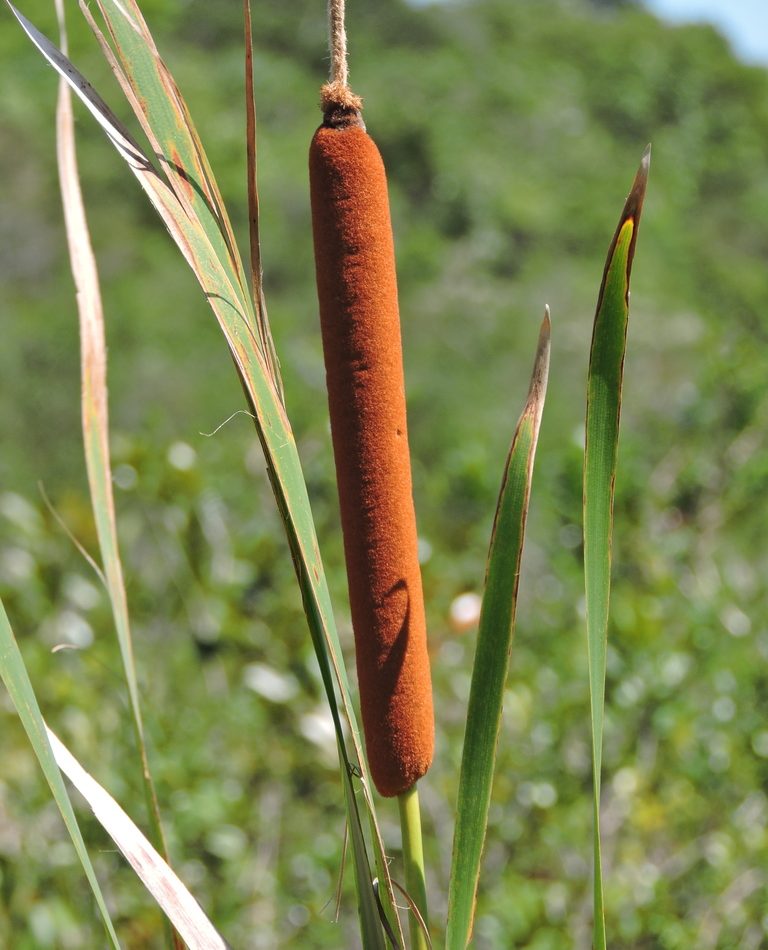 Southern Cattail reference