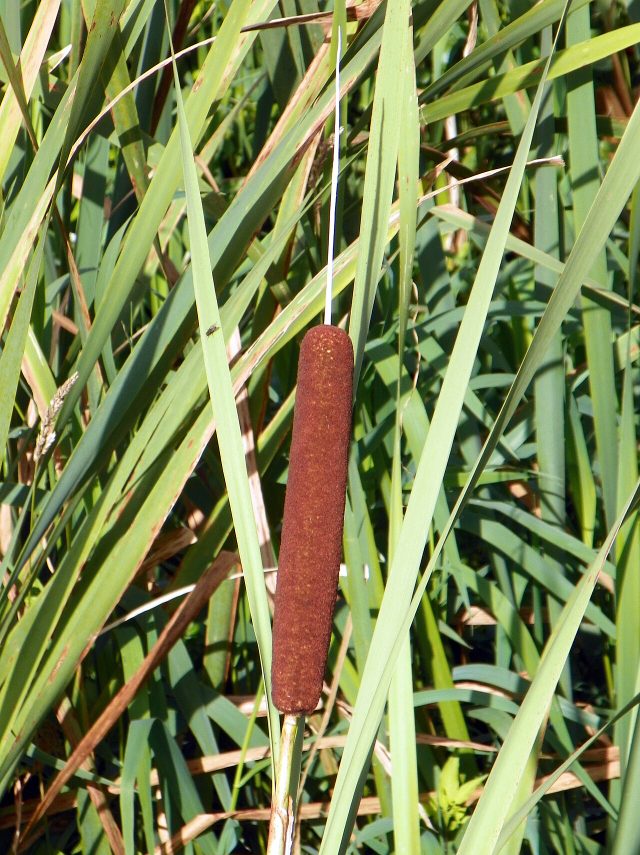 Broadleaf Cattail reference