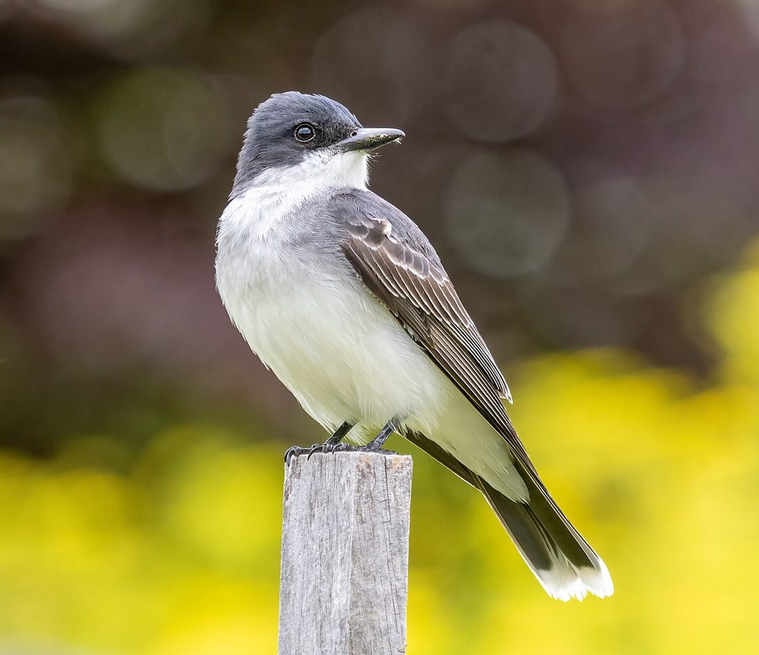 Eastern Kingbird reference