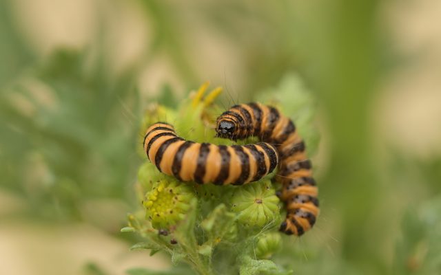 Cinnabar Moth reference