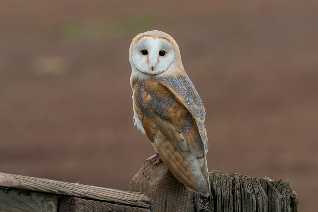 Barn Owl reference