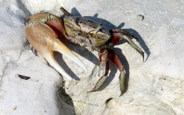 Atlantic Fiddler Crab reference
