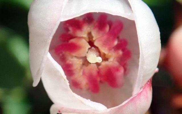 Chilean Guava reference