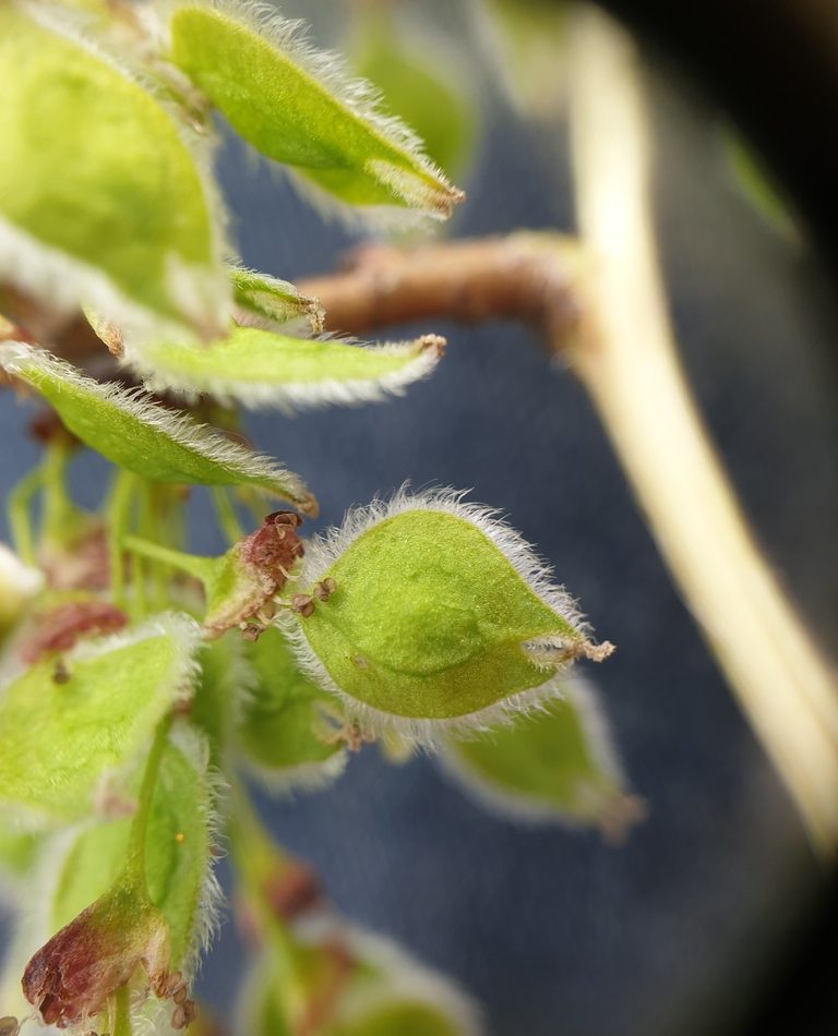 American elm reference