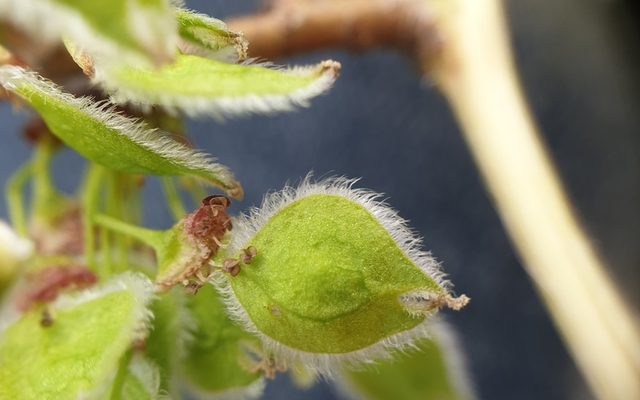 American Elm reference