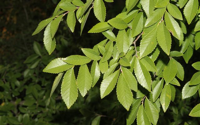 Chinese Elm reference