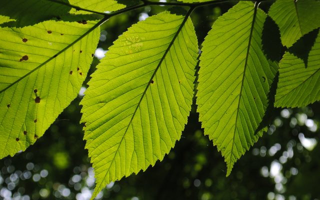 Slippery Elm reference