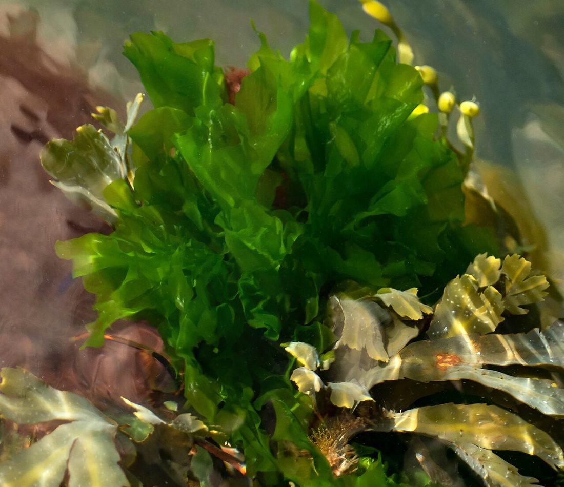 Broadleaf Sea Lettuce reference