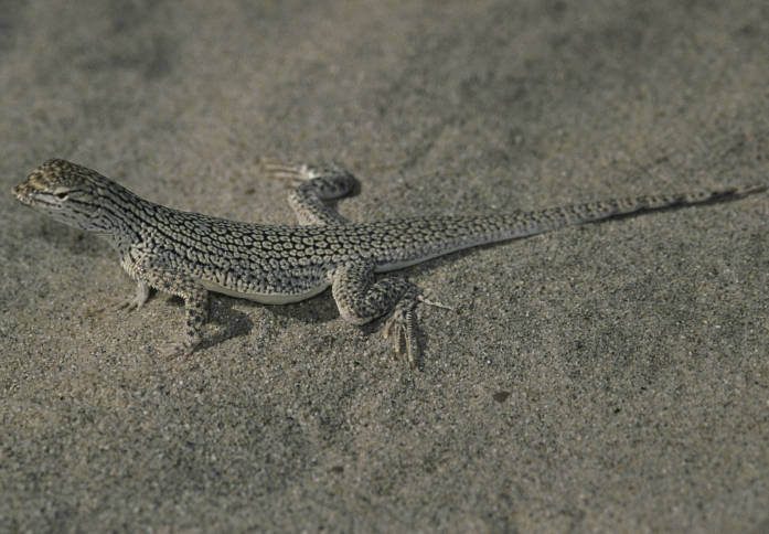 Coachella Valley Fringe-Toed Lizard reference