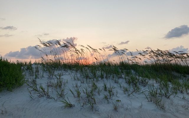 Sea Oats reference