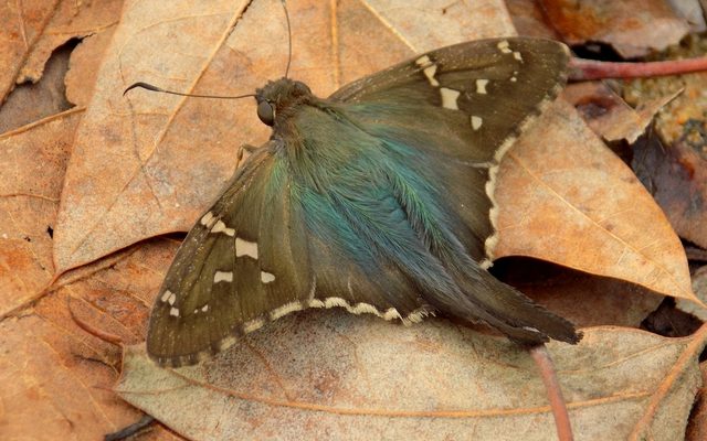 Long-tailed Skipper reference