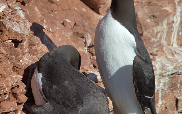 Common Murre reference