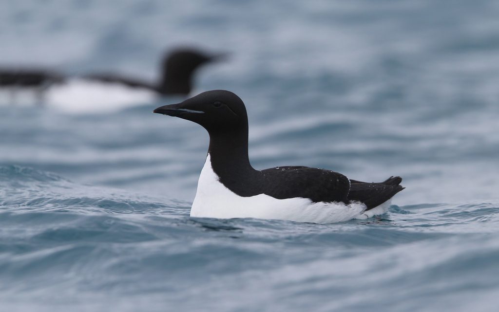 Thick-billed Murre reference
