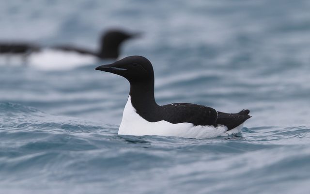 Thick-billed Murre reference