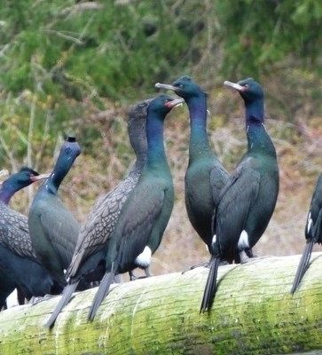 Pelagic Cormorant reference