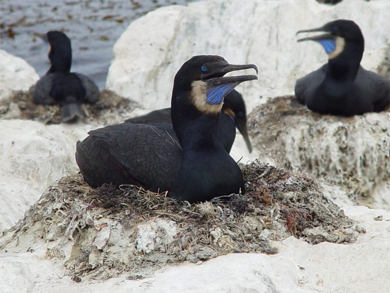 Brandt's Cormorant reference