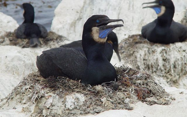 Brandt's Cormorant reference
