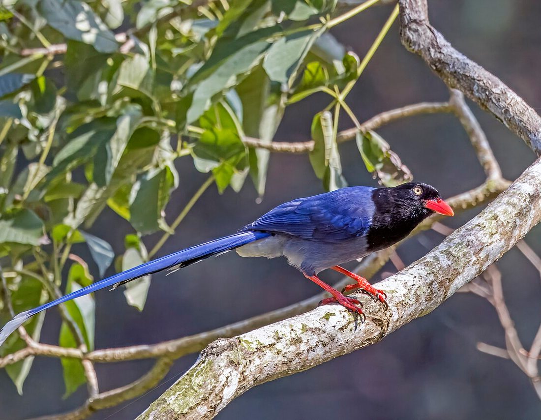 Taiwan Blue Magpie reference