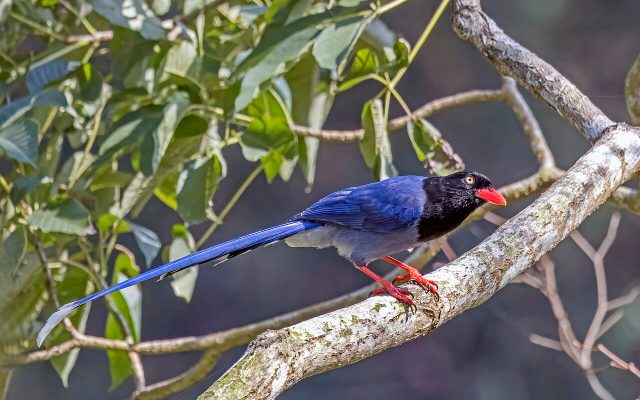 Taiwan Blue Magpie reference