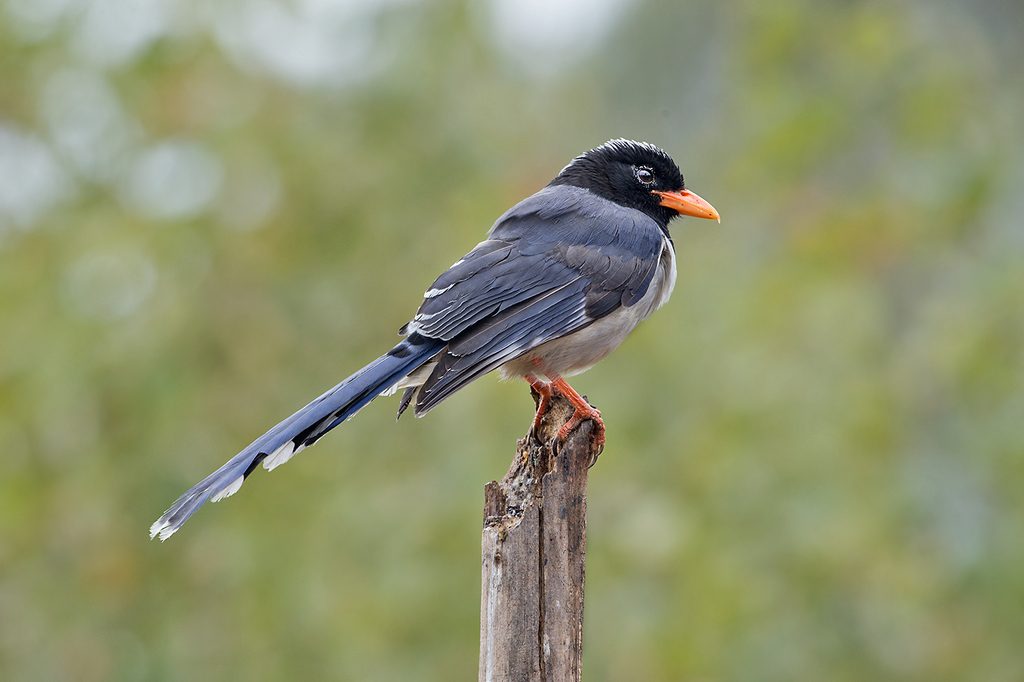 Red-billed Blue-Magpie reference