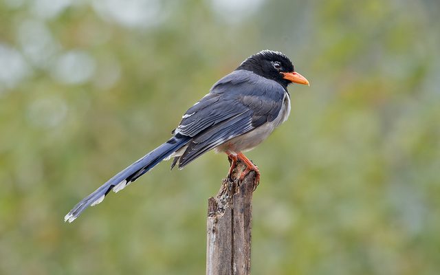 Red-billed Blue Magpie reference