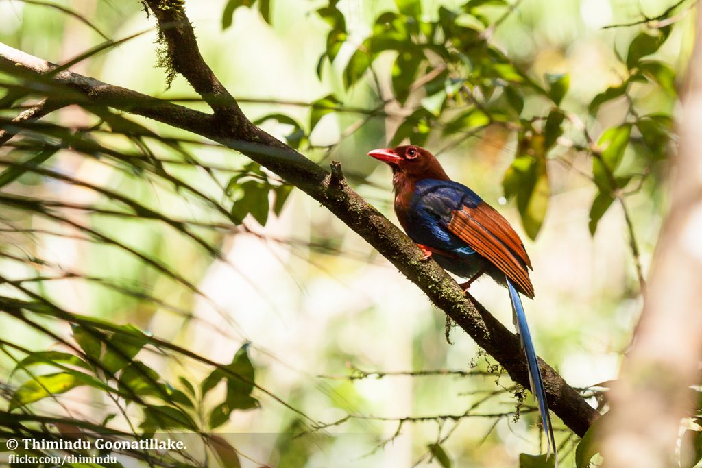 Sri Lanka Blue Magpie reference