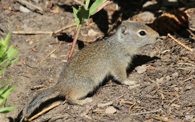 Uinta Ground Squirrel reference