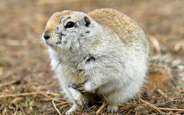 Richardson's Ground Squirrel reference