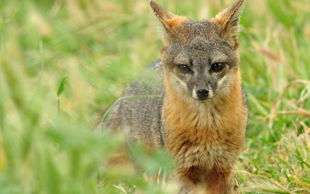 Island Fox reference