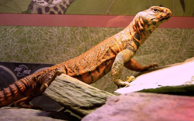 Saharan Spiny-tailed Lizard reference