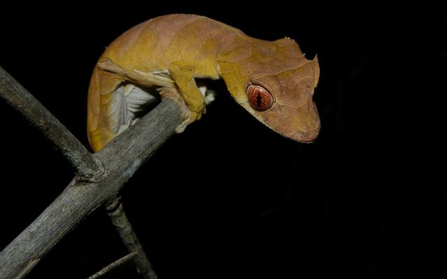 Spearpoint Leaf-tailed Gecko reference