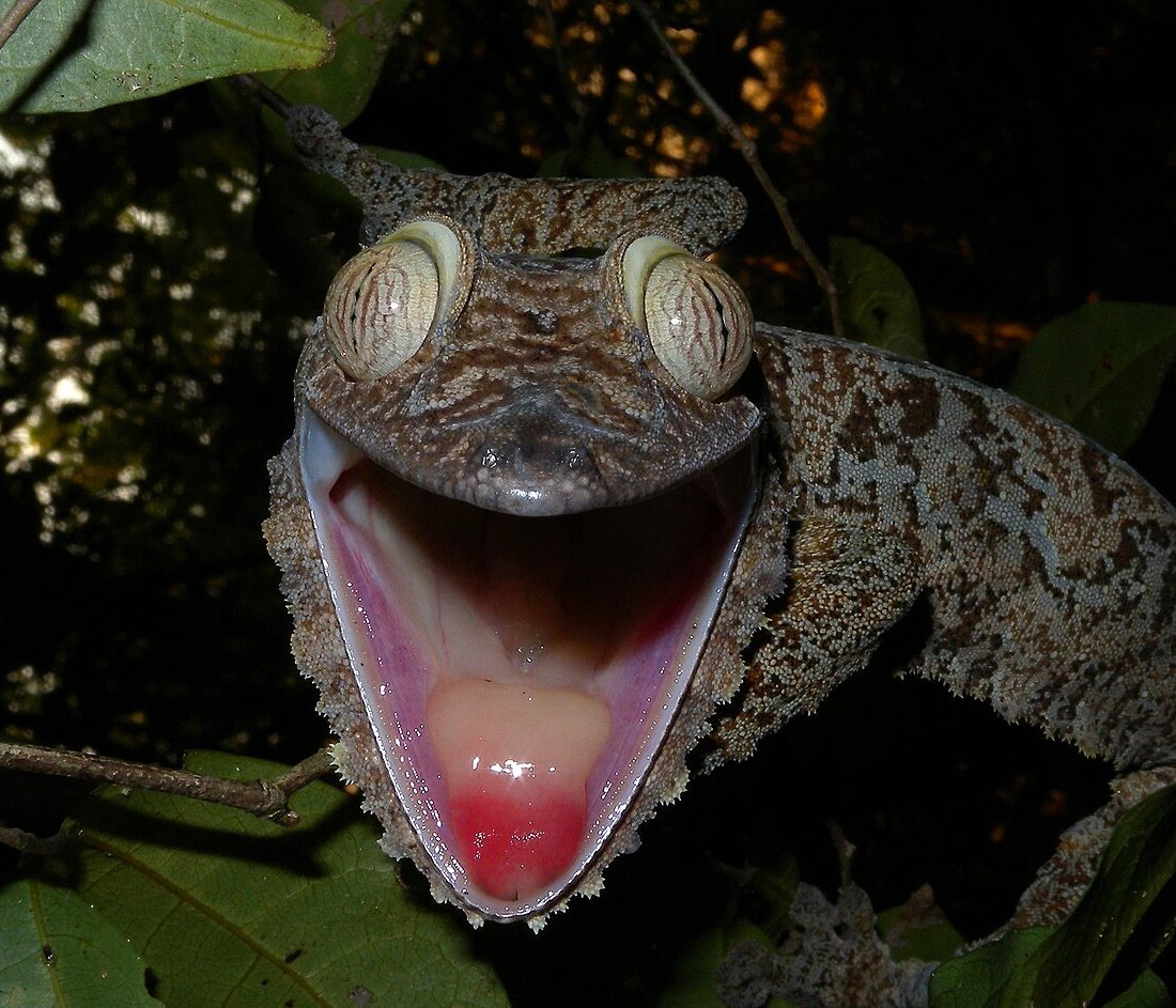 Mossy Leaf-tailed Gecko reference