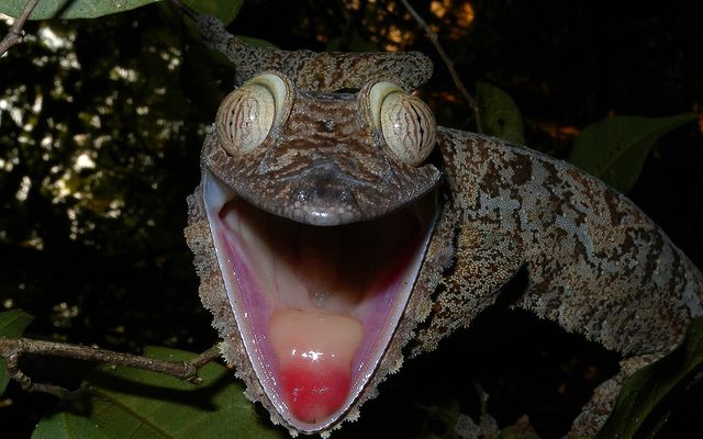 Common Flat-tail Gecko reference