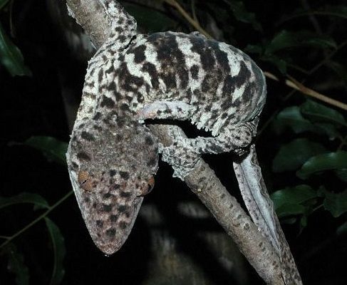 Henkel's Leaf-tailed Gecko reference