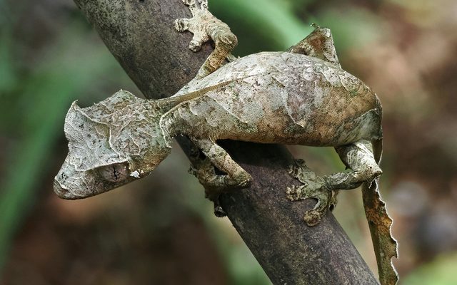 Satanic Leaf-tailed Gecko reference