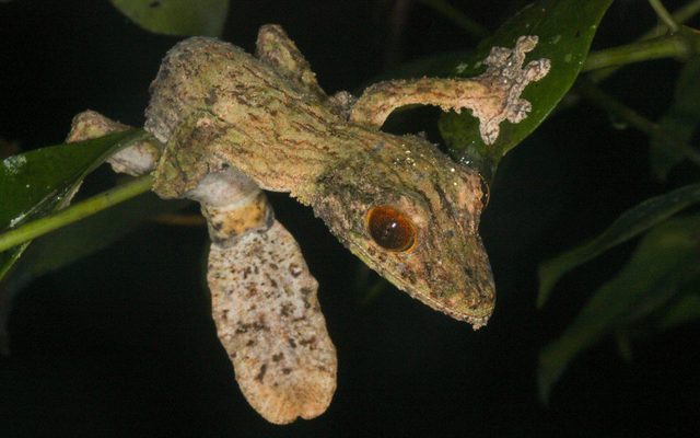 Mossy Leaf-tailed Gecko reference