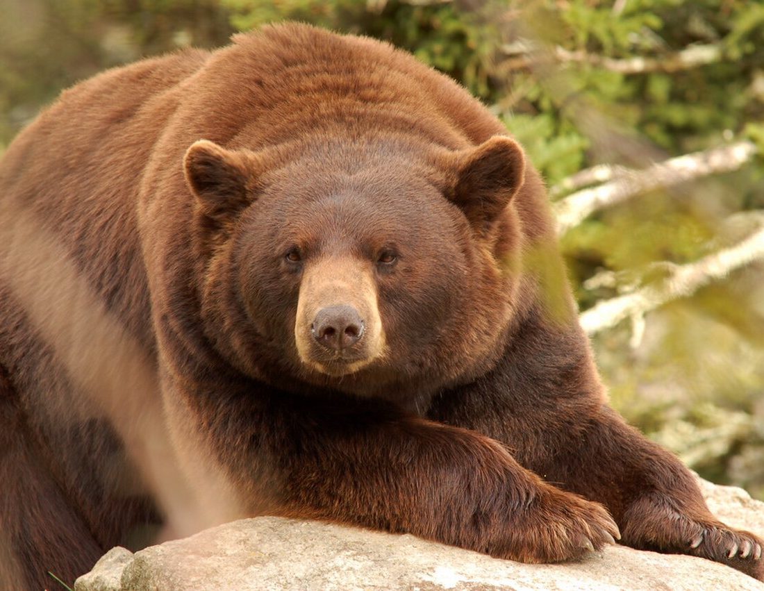 Ursus americanus cinnamomum reference