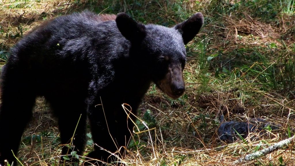 American Black Bear reference