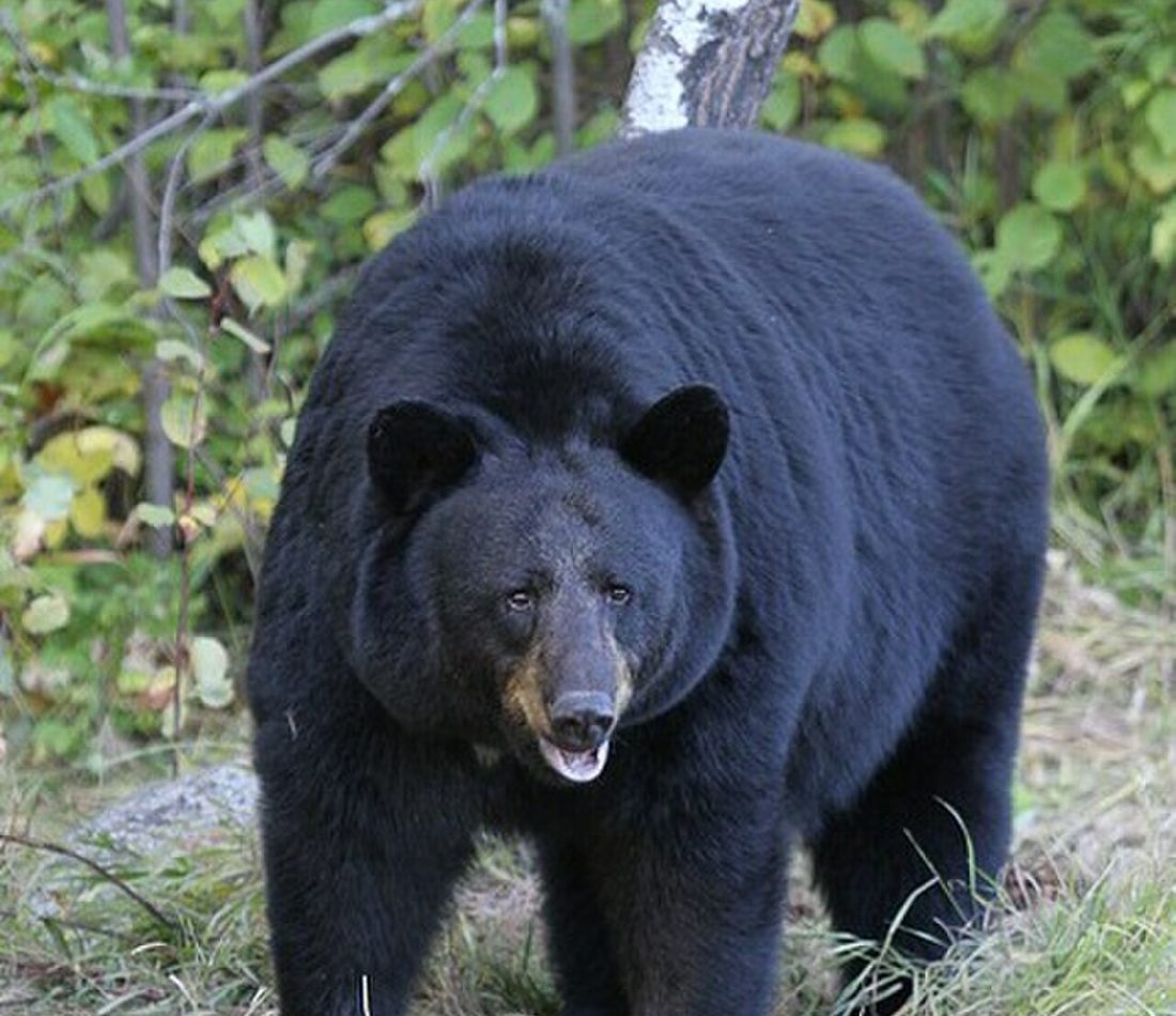 American Black Bear reference
