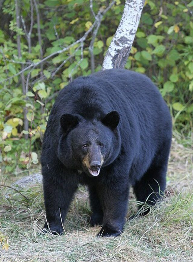 American Black Bear reference