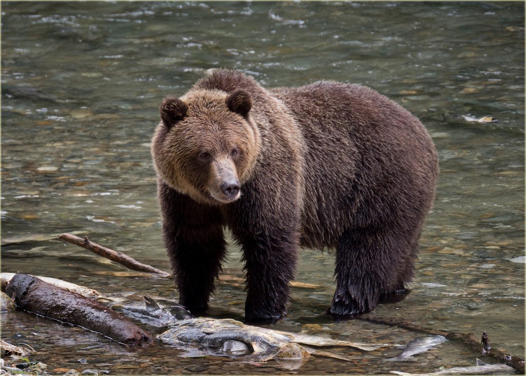 Ursus arctos horribilis reference