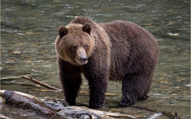 Grizzly Bear reference