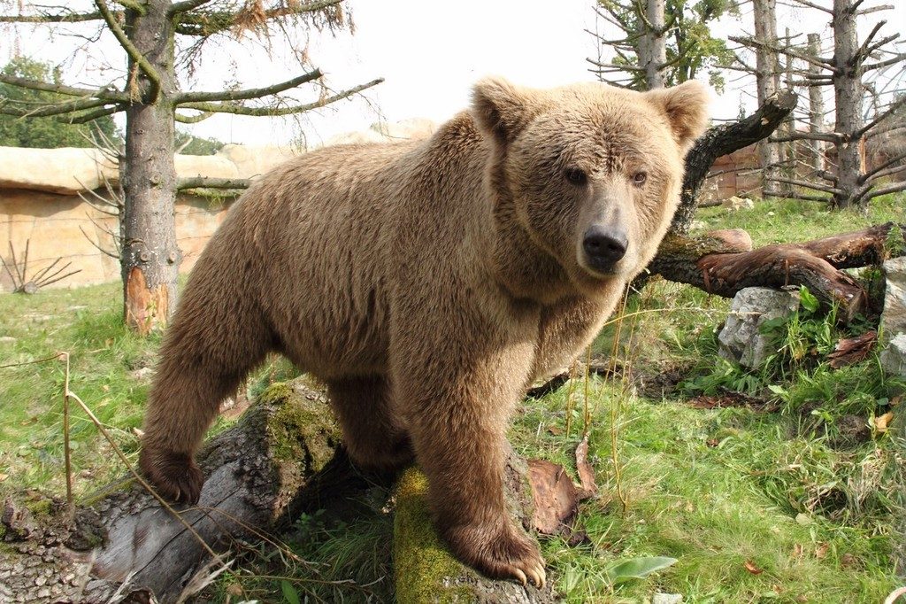 Himalayan Brown Bear reference