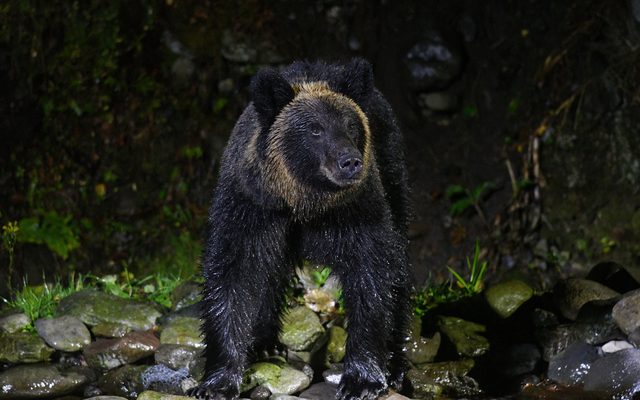 Grizzly Bear reference