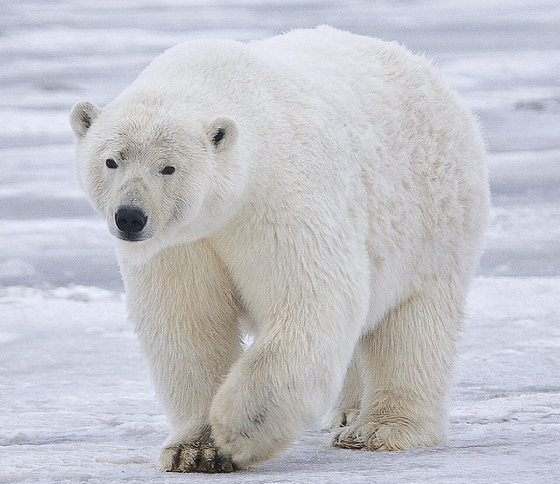 Polar Bear reference