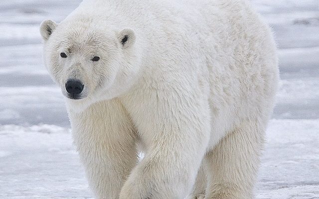 Polar Bear reference