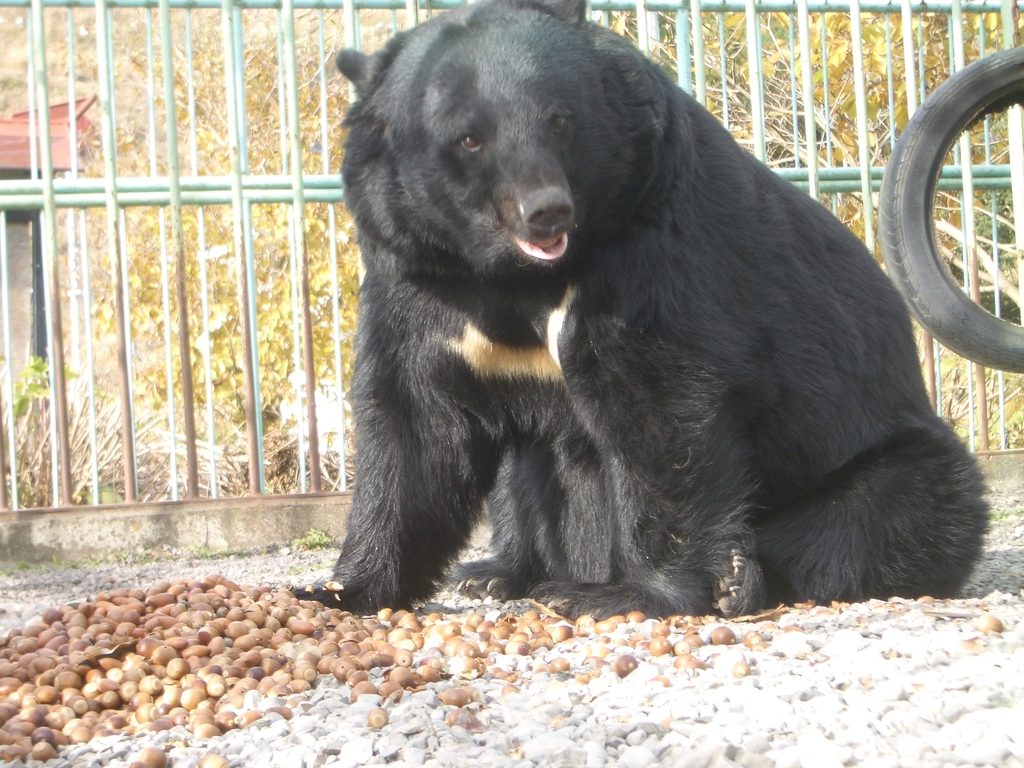 Japanese Black Bear reference