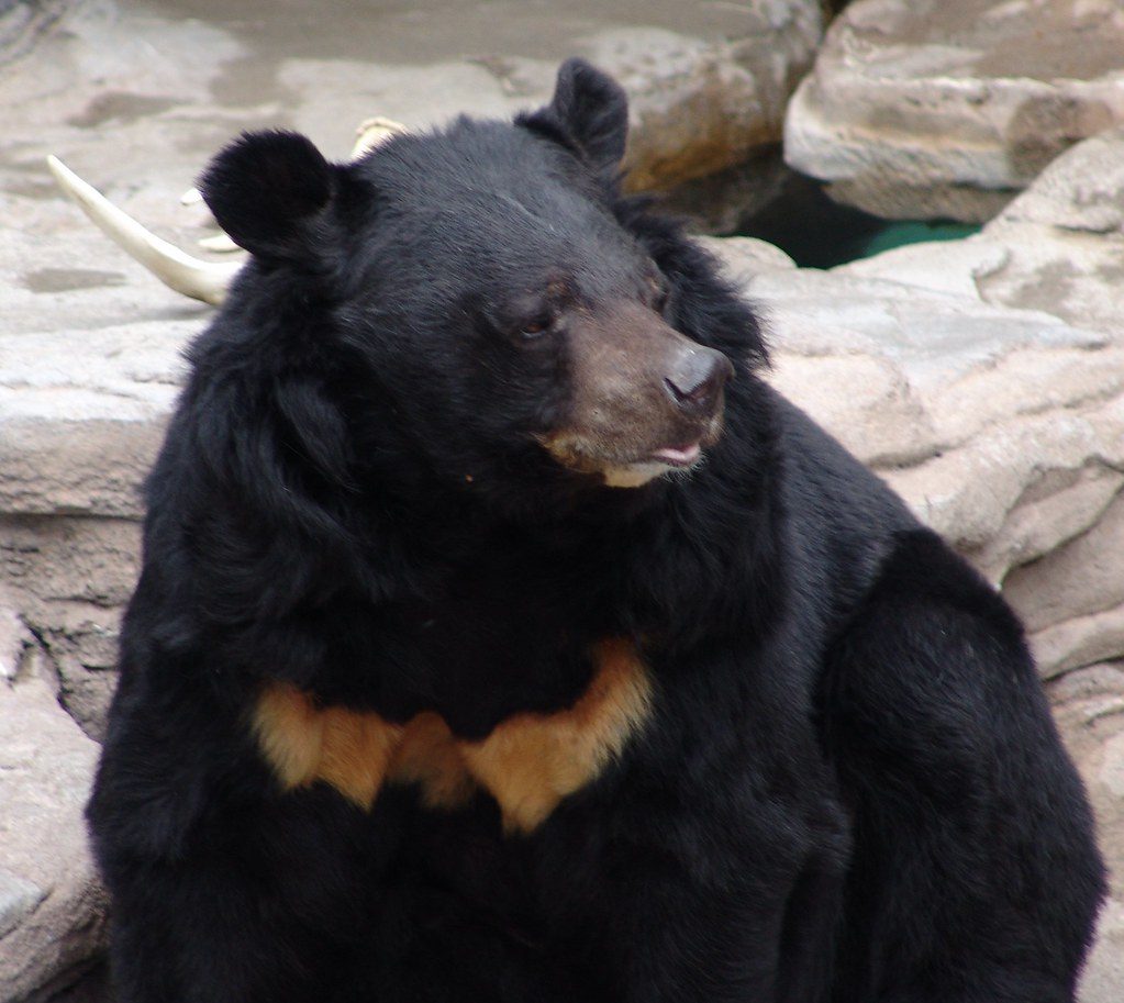 Asiatic Black Bear reference